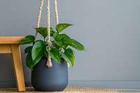 Lush green pothos plant in modern black hanging planter with macrame rope holder against gray wall, minimal home decor styling with wooden furniture element.