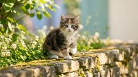 Tabby and white kitten standing on mossy stone wall surrounded by green foliage and sunlight, suitable for pet, nature and animal content.