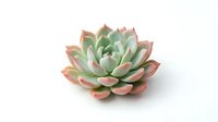 Succulent plant with pink-tipped green leaves isolated on white background for home decor and gardening projects.