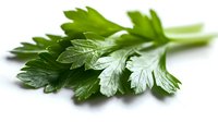 Fresh green parsley leaves with water drops on white background, macro shot showing detailed texture and veins. Culinary herb isolated for food design.