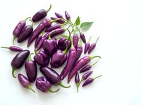 Fresh purple eggplants with green stems arranged on white background, isolated produce for culinary, cooking, and food design projects.