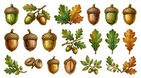 Golden acorns and oak leaves in vintage botanical style, isolated on white background. Suitable for autumn designs, clipart, textiles, and educational materials.