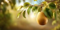 Ripe yellow pear hanging from tree branch with green leaves against blurred natural background in warm sunlight.