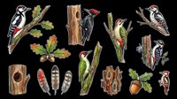 Woodpecker birds clipart set isolated on transparent background, ready for t-shirt design, stickers, print on demand, sublimation, and nature-themed crafts.
