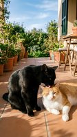 Black and white cats relaxing on sunny terracotta patio with potted plants, wooden furniture and Mediterranean villa backdrop. Perfect for pet, lifestyle and home design projects.