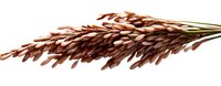 Dried sorghum grain heads with brown seed clusters isolated on white background, suitable for agricultural, food production, and design projects.