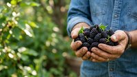 Farmer holding fresh ripe blackberries in cupped hands outdoors in garden. Harvesting organic berries for agriculture, farming, food production, and healthy eating concepts.