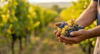 Farmer holding freshly harvested grapes in vineyard during harvest season. Ripe fruit ready for wine production and agricultural use.