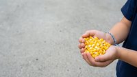 Closeup of child's hands holding fresh yellow corn kernels outdoors on concrete surface for agricultural and food education content.