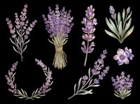 Lavender flowers and botanical elements isolated on transparent background, ready for t-shirt design, clipart, stickers, sublimation and print-on-demand projects.