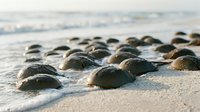 Smooth rounded pebbles scattered across sandy beach shore with soft ocean waves in background creating peaceful coastal scene for relaxation and meditation concepts.