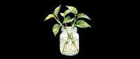 Pothos plant cutting in glass jar with water and roots, isolated on transparent background. Ready for design use on t-shirts, clipart, stickers, print-on-demand products, and sublimation projects.