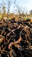 Earthworms in rich soil with blurred field background, representing soil health, composting, agriculture, and organic gardening practices.