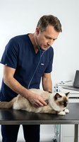 Middle-aged Caucasian male veterinarian in navy scrubs examining Siamese cat with stethoscope on examination table in modern veterinary clinic.
