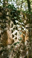 Green ivy climbing on weathered stone wall in natural forest setting with dappled sunlight filtering through trees creating peaceful outdoor atmosphere.