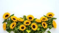 Bright yellow sunflowers with green leaves arranged as a bottom border on white background, flat lay floral composition for summer design.
