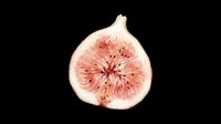 Fresh fig slice watercolor illustration isolated on transparent background, ready for t-shirt design, stickers, clipart, print on demand, and sublimation projects.