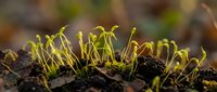 Fresh green seedlings emerging from dark fertile soil in natural sunlight showcasing new life and growth potential for gardening and agriculture concepts.