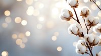 Cotton branch with fluffy white bolls against blurred bokeh lights background creating dreamy atmosphere. Natural organic textile concept for sustainable fashion.