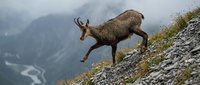 Alpine ibex male with curved horns climbing rocky mountain slope in misty highland wilderness during autumn season.