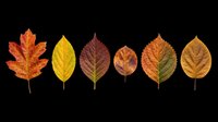Seven colorful autumn leaves in red, yellow, and brown tones, isolated on transparent background, ready for fall clipart, stickers, t-shirt design, and print on demand.