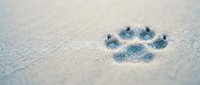 Single dog paw print impression in wet sand at beach showing detailed toe and pad marks for pet care and animal tracking concepts.