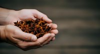 Handful of star anise spices held in open palms, showcasing dried brown aromatic seeds for culinary, cooking, and food preparation projects.