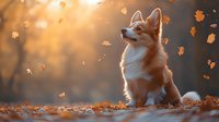 Welsh Corgi puppy sitting in fallen autumn leaves during golden sunset, backlit with glowing orange foliage falling around, creating magical atmosphere.
