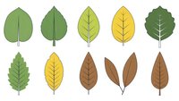 Collection of stylized autumn leaves in various shapes and colors isolated on white background for seasonal design projects.