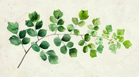Watercolor botanical illustration of maidenhair fern branch with delicate green leaves on textured beige background, perfect for nature-inspired designs.