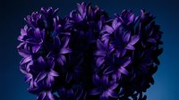 Purple hyacinth flowers in full bloom against dark blue background creating elegant floral arrangement for spring garden and botanical design projects.