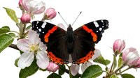 Butterfly with red and white markings perched on pink apple blossoms with green leaves, isolated on white background for design and nature projects.