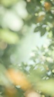 Soft-focused orchard scene with ripe yellow fruits hanging from green leafy branches, creating a dreamy, blurred natural background suitable for agricultural and harvest-themed designs.