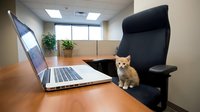 Adorable orange tabby kitten sitting on modern office desk next to open laptop computer in bright corporate workspace with executive chair and plants.