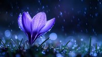 Purple crocus flower blooming in spring rain with water droplets on petals against dark blue background with bokeh lights and green grass.