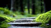 Moss-covered forest path with wooden steps leading through lush green woodland. Natural hiking trail surrounded by vibrant moss and trees for outdoor adventure concepts.