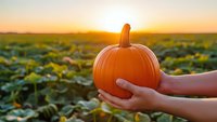 Fresh orange pumpkin held in hands at sunset in agricultural field during autumn harvest season for Halloween and Thanksgiving celebrations.
