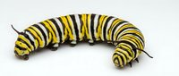 Monarch butterfly caterpillar with distinctive yellow and black striped bands crawling on white background, suitable for educational materials, nature guides, and wildlife content.