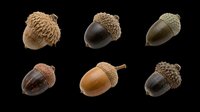 Acorns isolated on transparent background, ready for clipart, print-on-demand designs, t-shirt graphics, stickers, and sublimation projects. Six variations in natural brown and black tones.