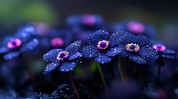 Delicate dark blue primrose flowers covered in morning dew drops against blurred background, creating magical garden atmosphere in spring season.