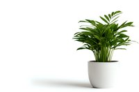 Tropical houseplant with lush green palm-like leaves in modern white ceramic pot isolated on white background with soft shadow. For interior design and decor.