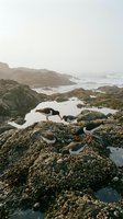Oystercatchers foraging on rocky tidal pools during low tide at rugged coastline with waves crashing against moss-covered rocks and misty ocean horizon.