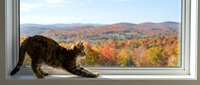 Tabby cat stretching on windowsill overlooking autumn forest landscape with colorful fall foliage and mountains in background for cozy home decor concepts.
