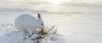 White arctic hare foraging in snowy winter landscape with soft natural lighting and minimal composition for wildlife and nature projects.