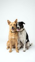 Two happy mixed breed dogs sitting together on white background, brown and black white spotted canines with tongues out, isolated for design use.