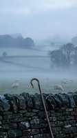 Wooden walking stick leaning against dry stone wall with grazing sheep in misty rural countryside landscape at dawn or dusk.