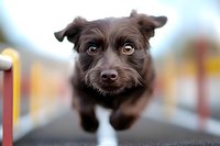 Close up portrait of dark brown mixed breed puppy with bright blue eyes looking directly at camera against blurred background, showing curious expression.