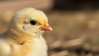 Adorable yellow baby chick with fluffy feathers and orange beak in natural farm setting for agriculture and poultry farming concepts.