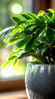 Fresh green tropical plant with glossy leaves in gray ceramic pot with water droplets, sunlight streaming through window creates natural bokeh effect.