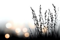 Silhouette of wild grass stems against blurred sunset bokeh background in black and white with warm highlights, creating atmospheric nature scenery.